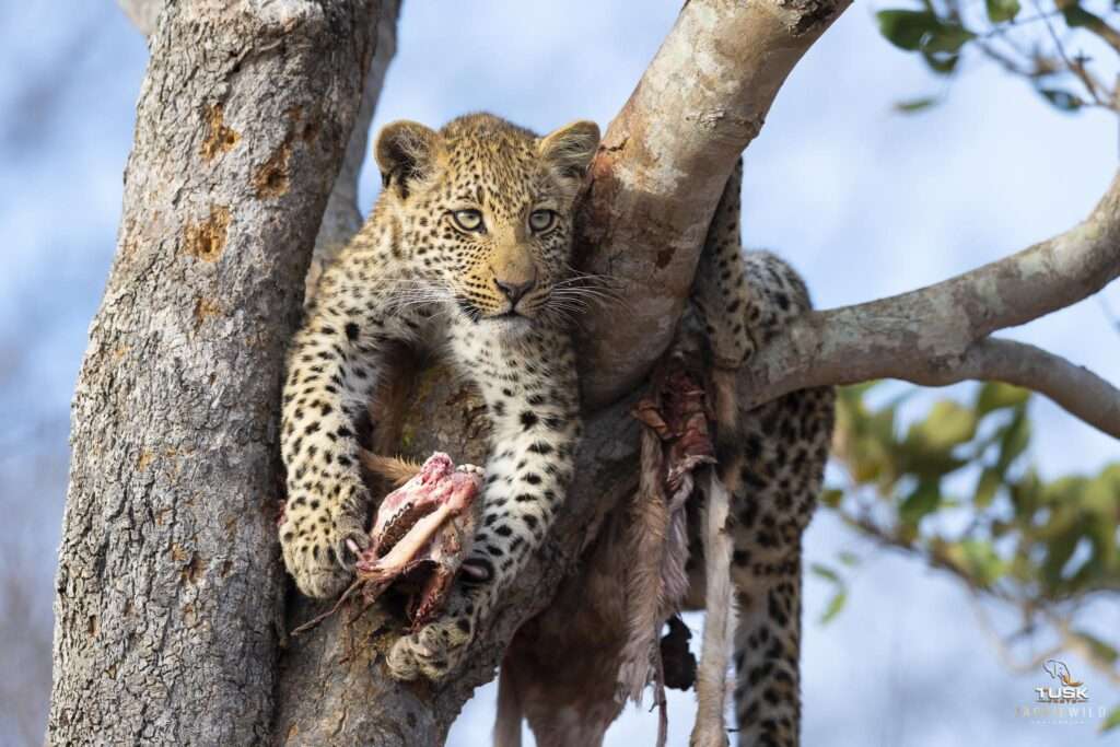 Elephant Plains Game Lodge